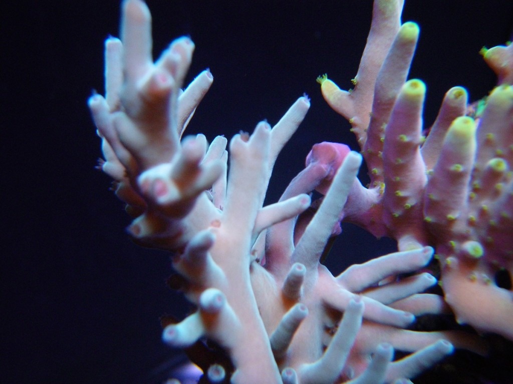 水族館LED照明の下でのサンゴの写真