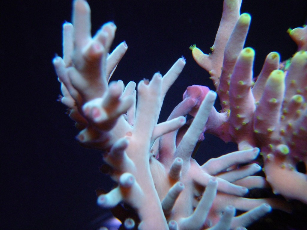 Led 水族館照明下的珊瑚照片