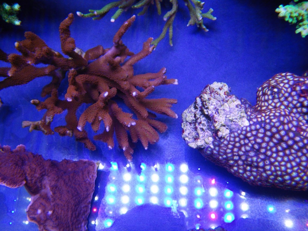 Stocking votre réservoir avec des coraux