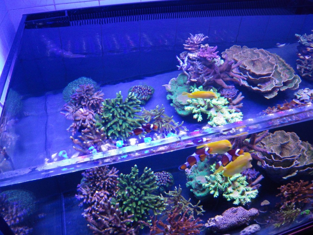 10 steg att följa för en framgångsrik reef tank