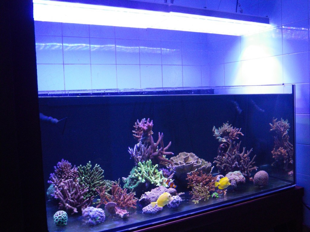 SUCCESSFUL REEF TANK