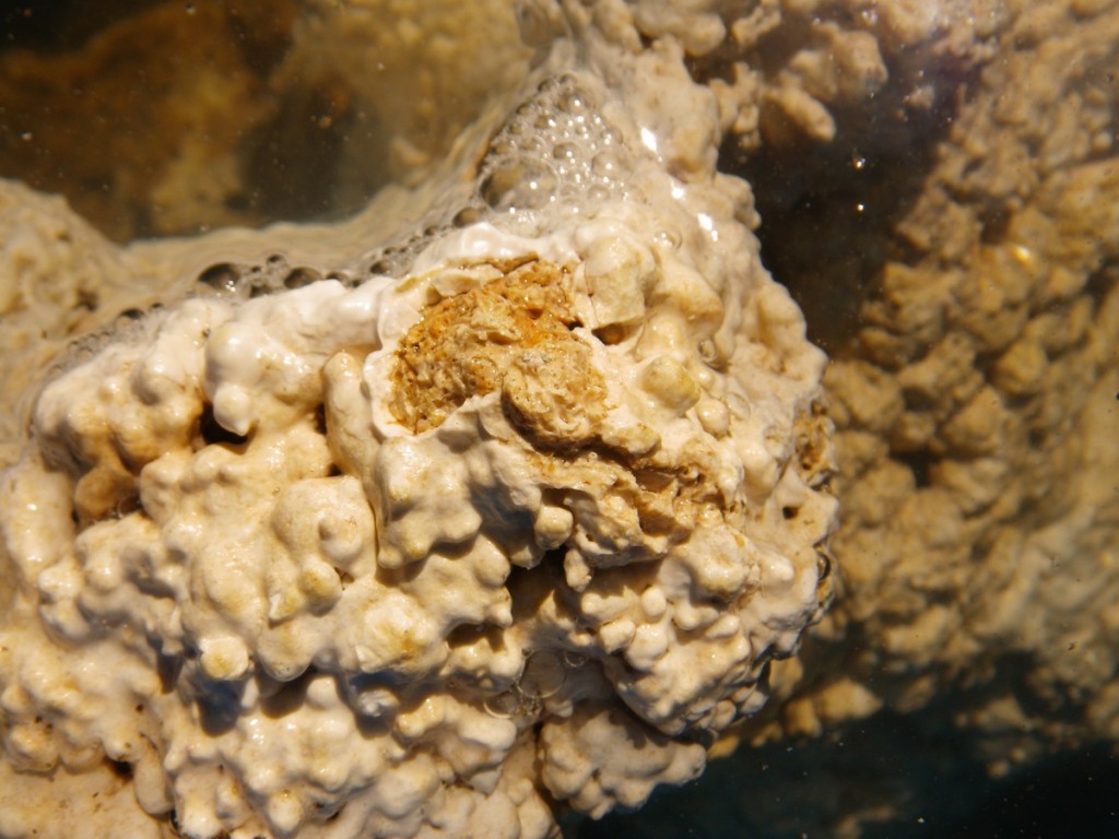سنگ زندگی می کنند آب شور 2