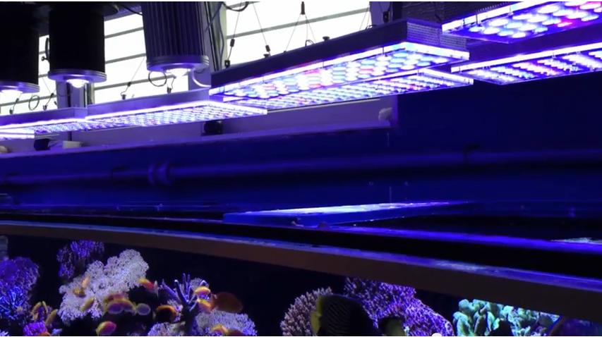 ピーター·6メートルのサンゴ礁タンク付きorphek-LED-アクアリウム - 点灯