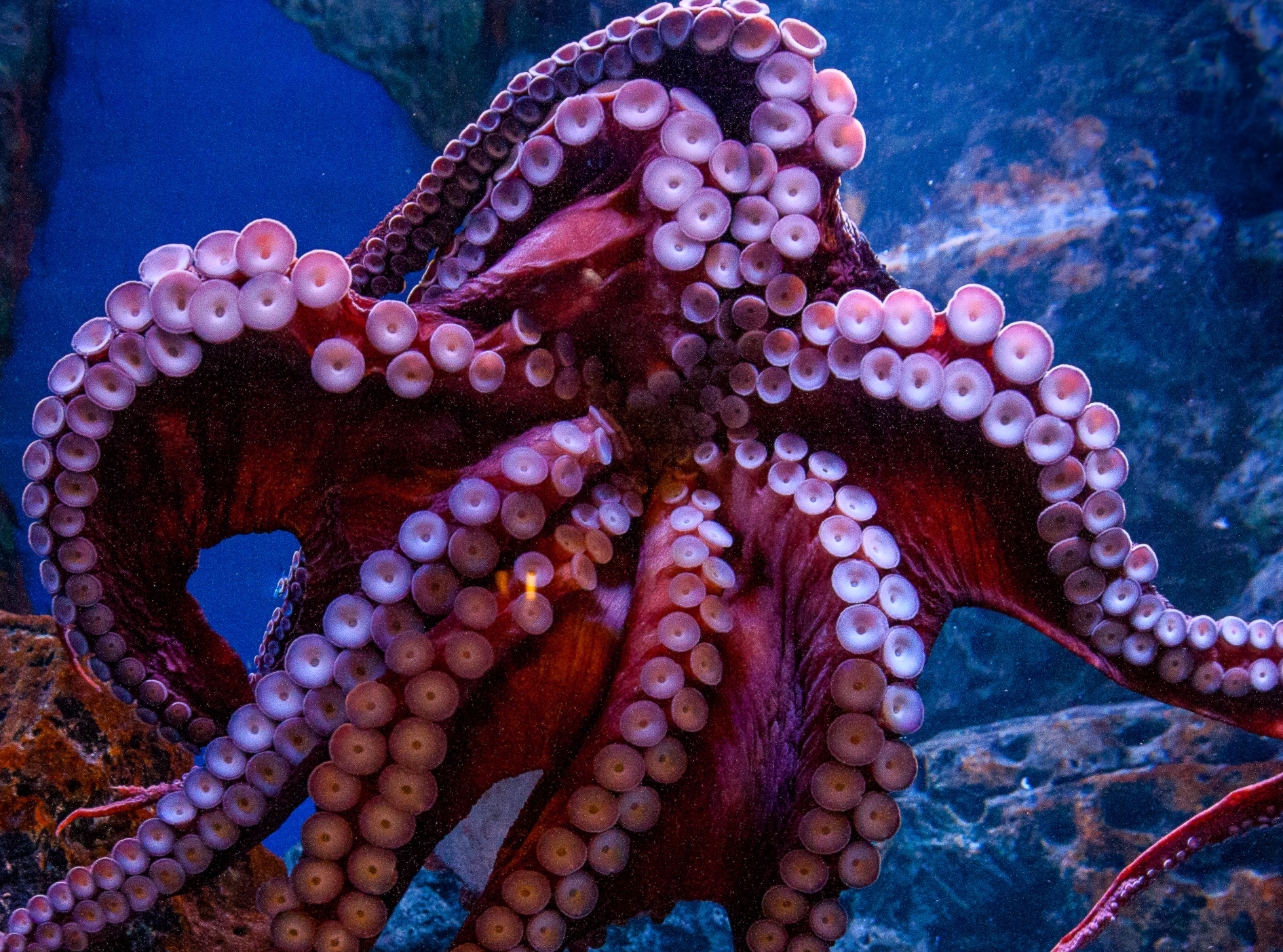Octopus-The-Blue-Planet-Public-Aquarium.jpg.