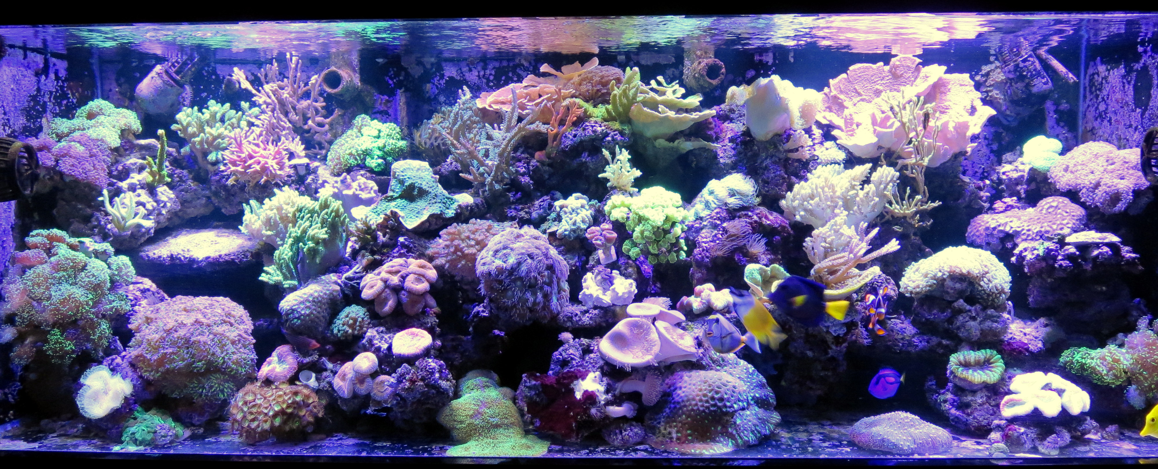 Your canadian online reef aquarium super store