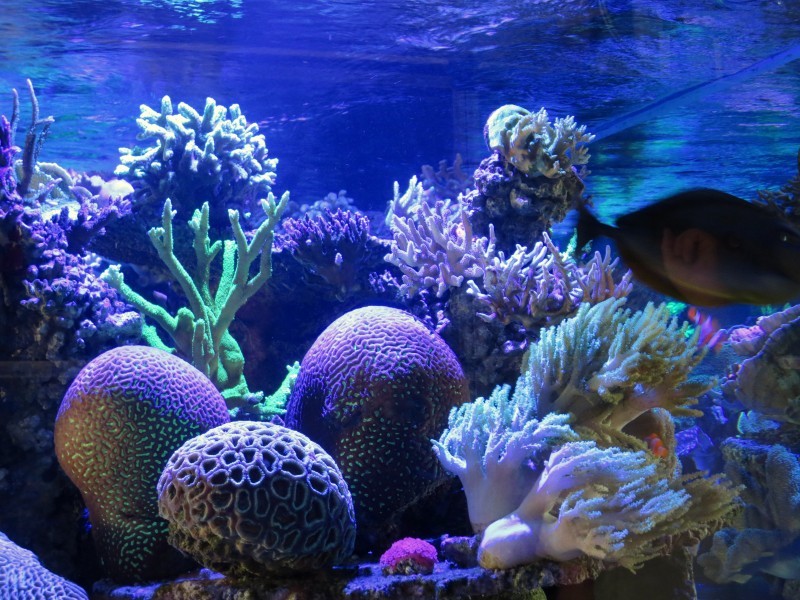 แนวปะการังปะการังระบบฟาร์ม