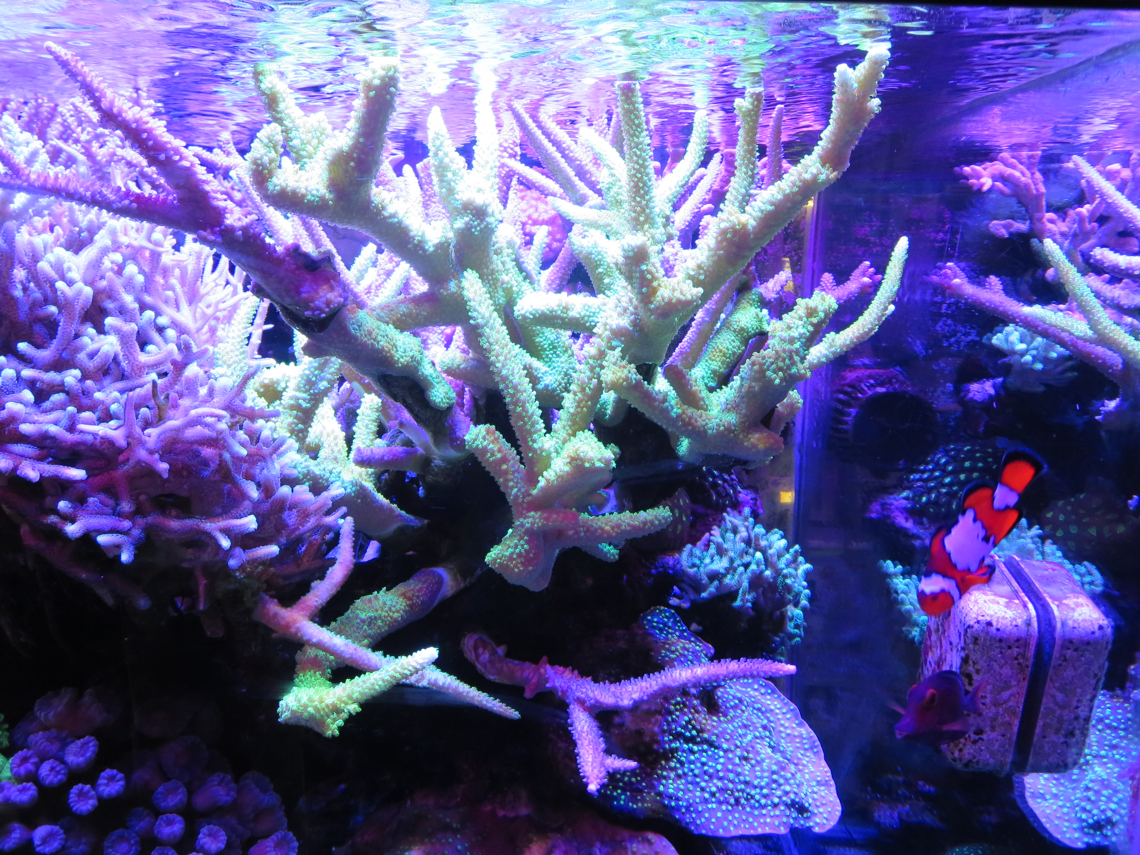 Coral system. Опыт кораллы. Коралловый риф эксперимент. Клетки кораллов. Для кораллов не характерно.