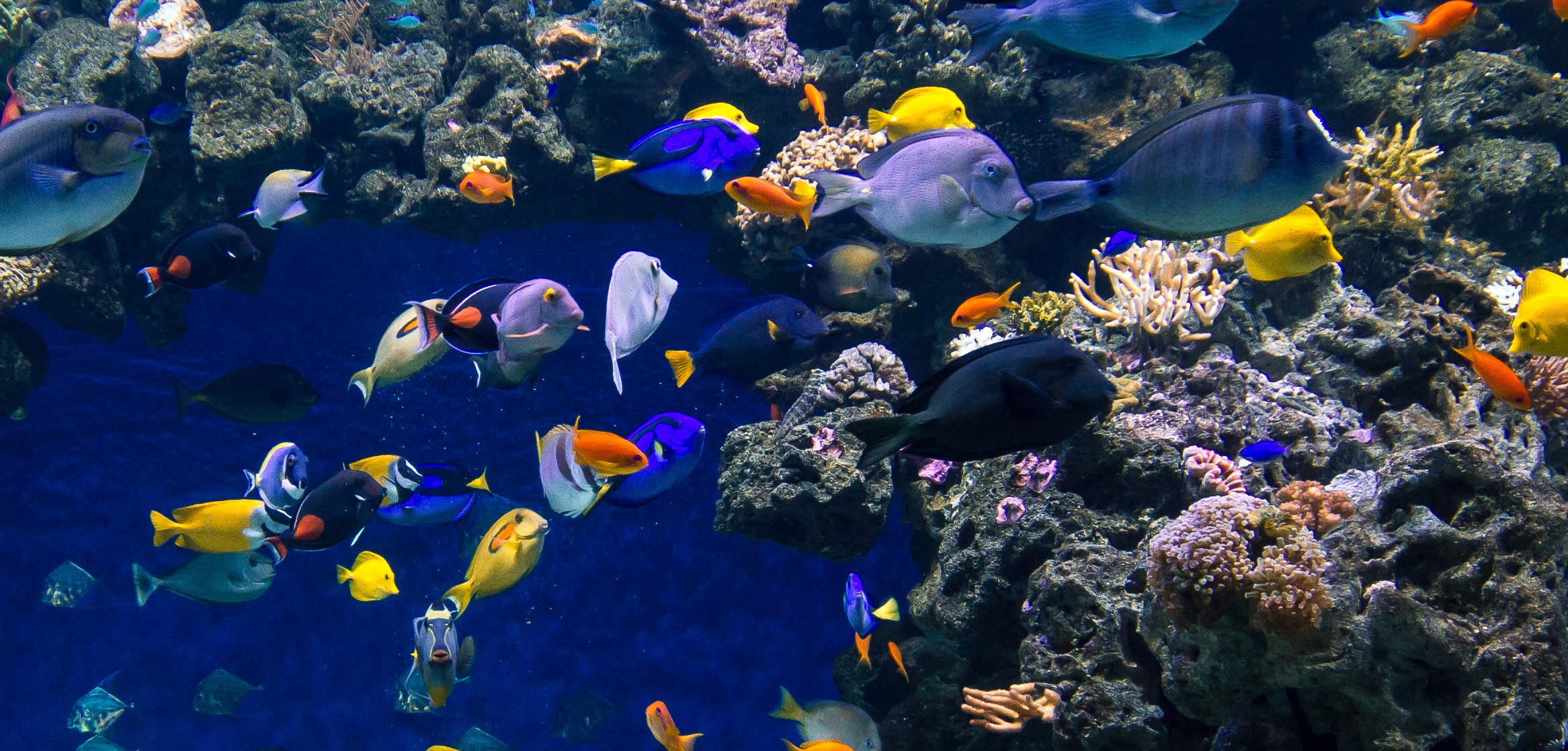 blue planet fish tank