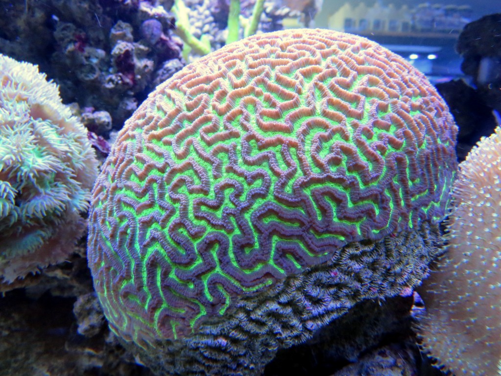 Tahunan rumah Terbuka di Reef Coral Sistem Pertanian