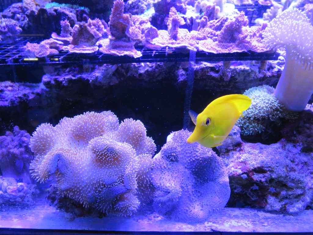 الشعاب المرجانية أنظمة مزرعة