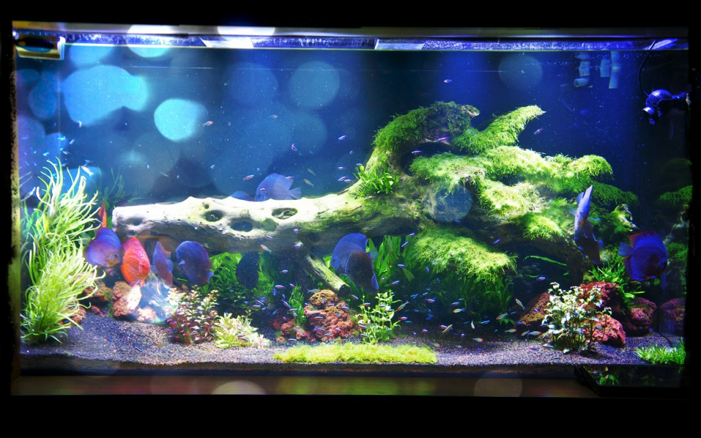 Встановлено прісноводний акваріум освітлення