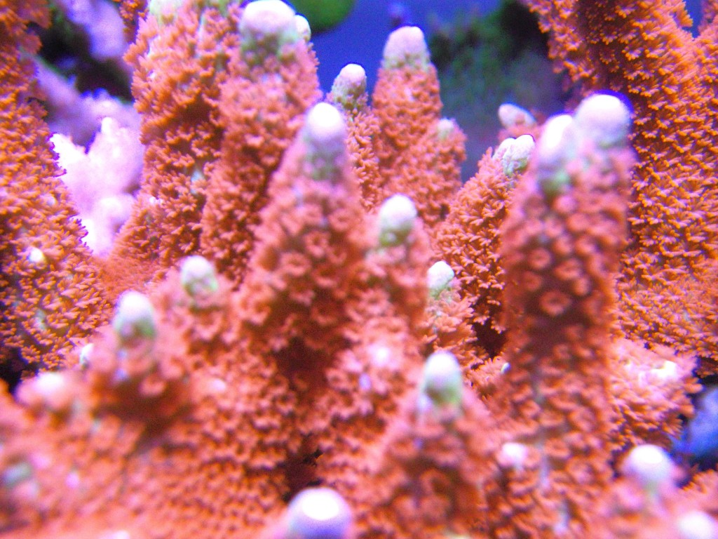 指狀珊瑚
