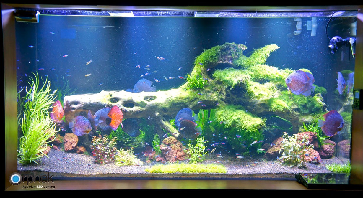 Planted freshwater aquarium lighting Orphek