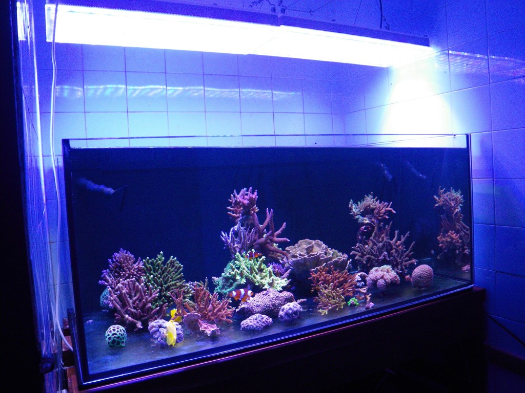 Aquarium-Maintenance