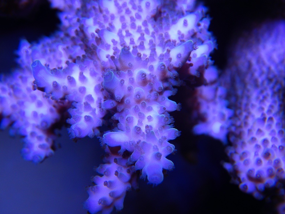 -الصحة والصحة النباتية الزرقاء المرجانية الصمام