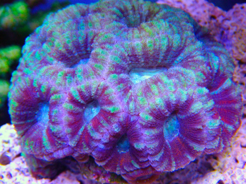 LPS-coral-LED-லைட்டிங்