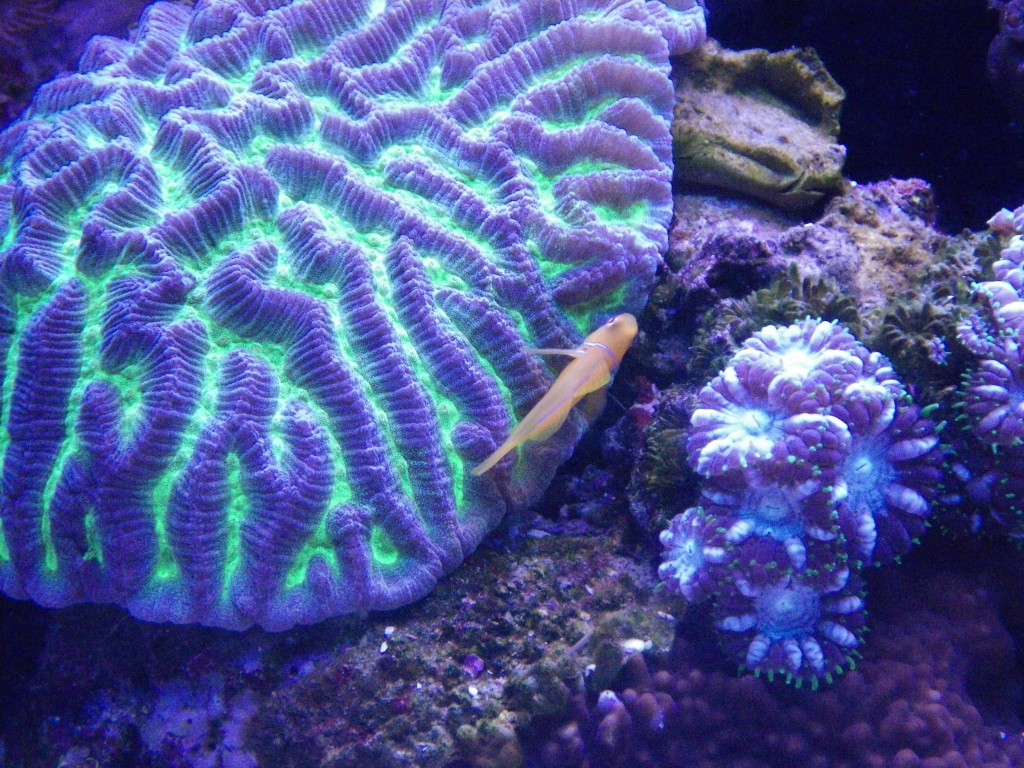 Lps- المرجان