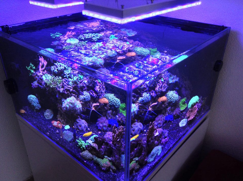 randloze-aquarium-with-led-verlichting