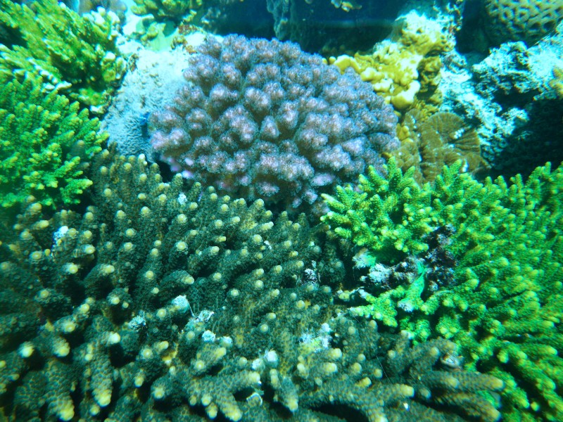 SPS coraux d'aquarium