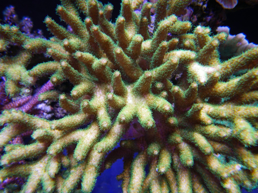 sps_coral_LED_aquarium