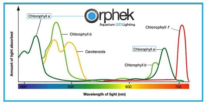 Chlorophyll-spectrum.jpg