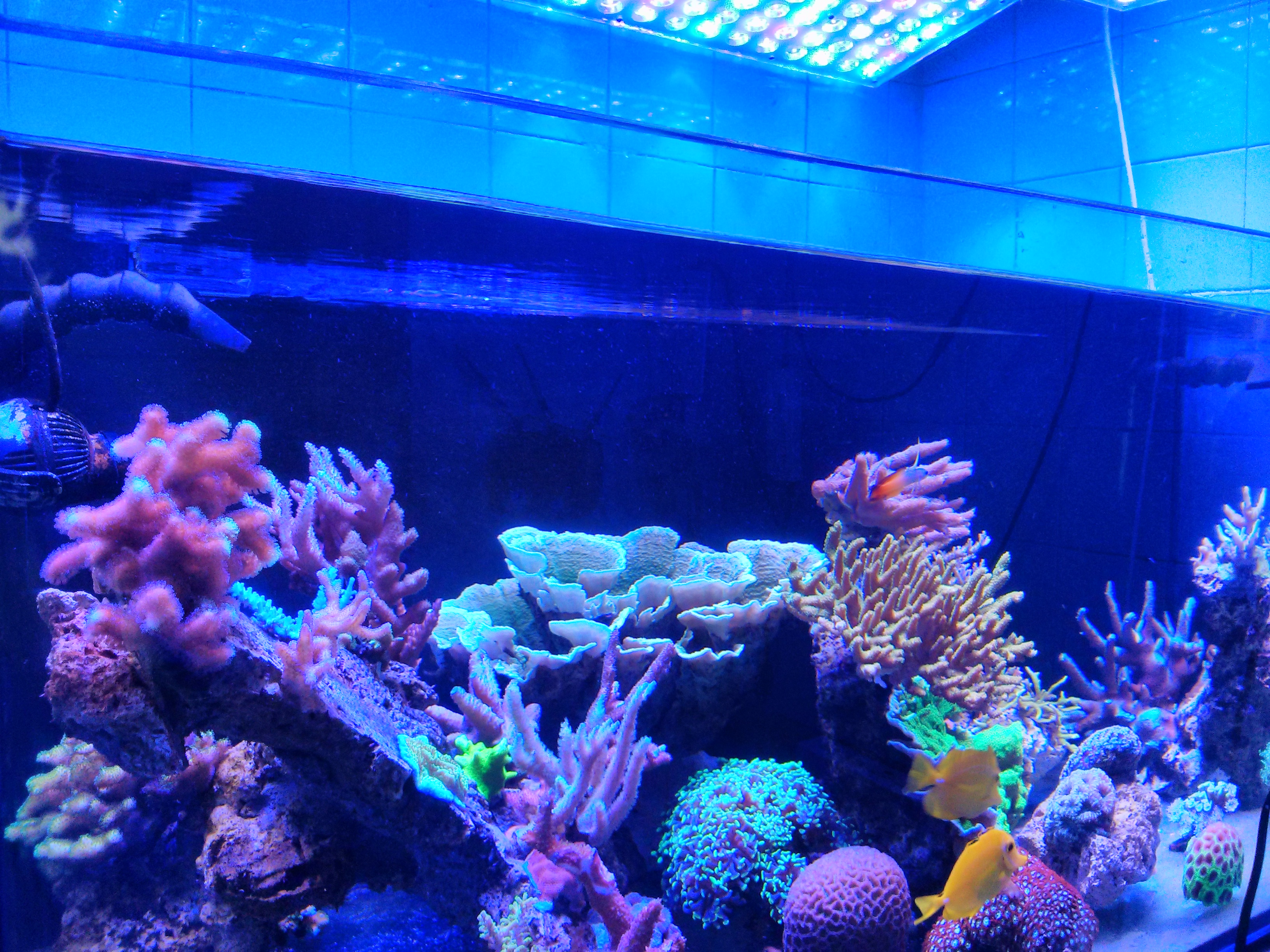 blue to white ratio led reef