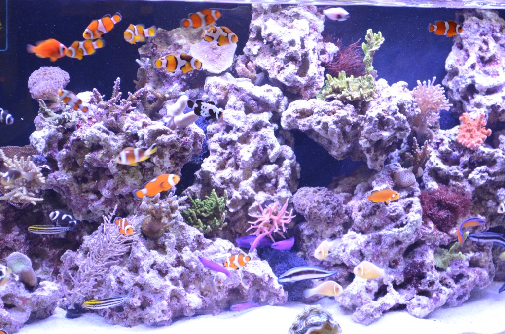 aquarium-clownfish