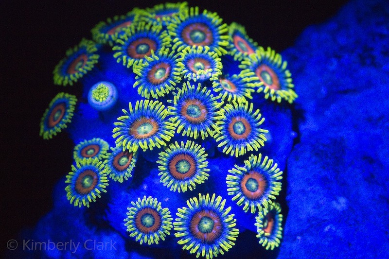 fluorescerende koral billede