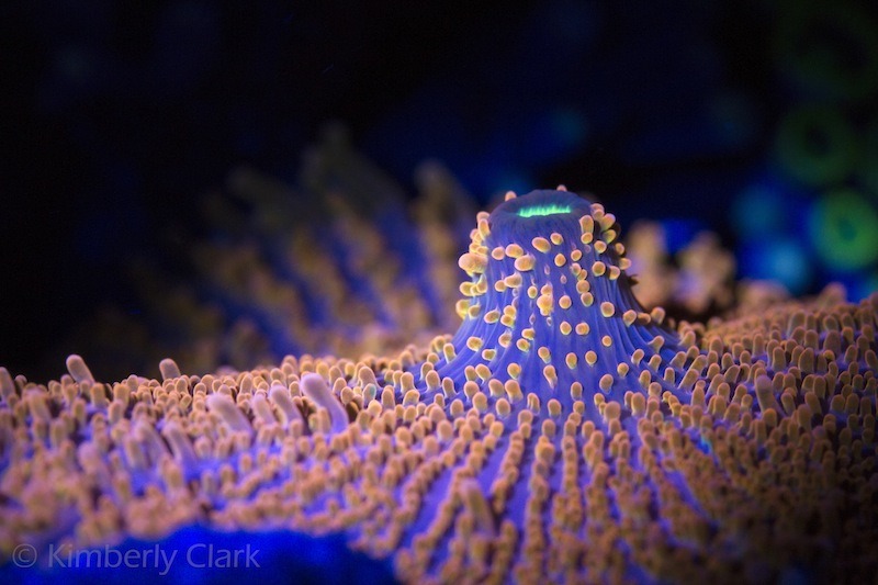 蛍光サンゴの写真