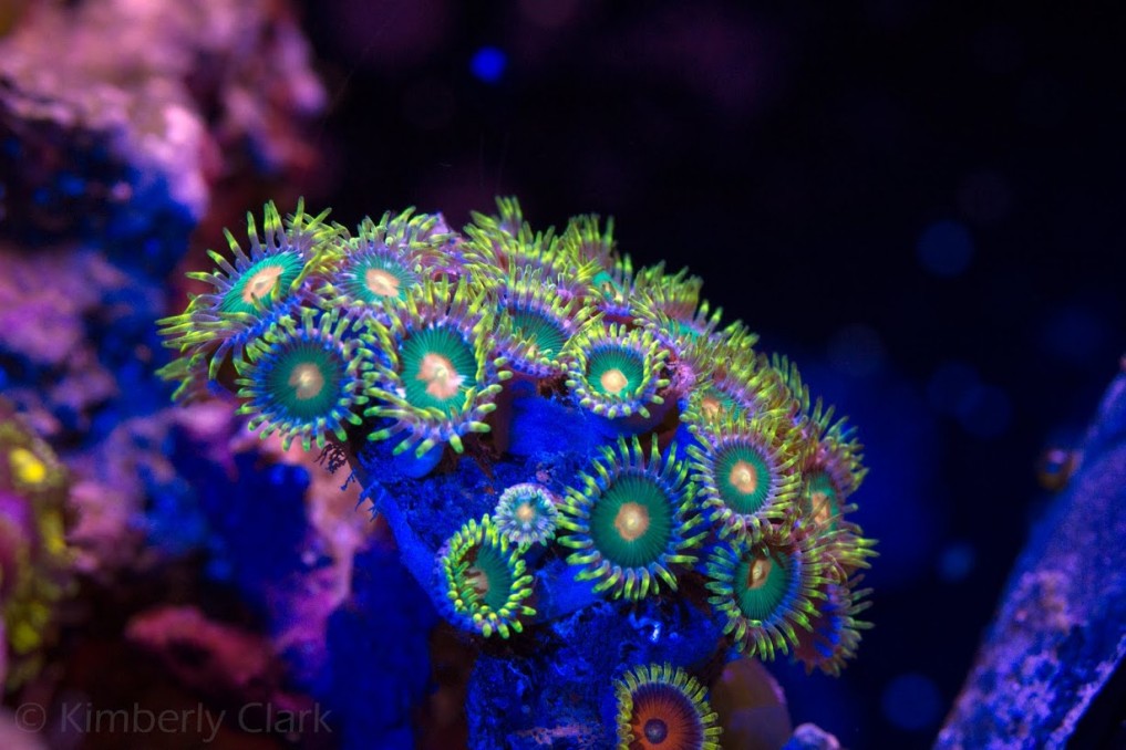 coral zoanthid