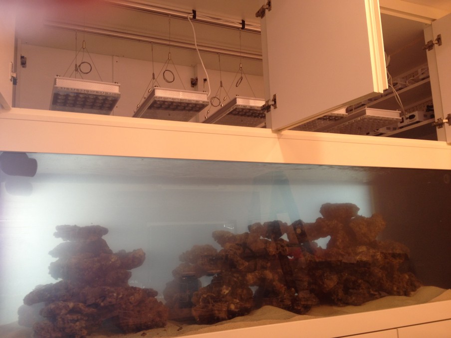 LED-valaistus järjestelmä akvaario orphek