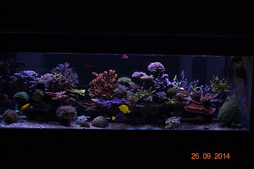 Orphek-UK-Reef-LED-aquarium-1-year-and-5-month.jpg