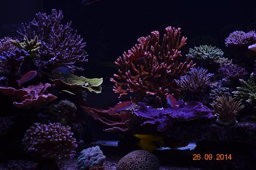 Led Aquarium Lighting Blog Orphek Uk Clients Reef Tank Shows Amazing Development 1964