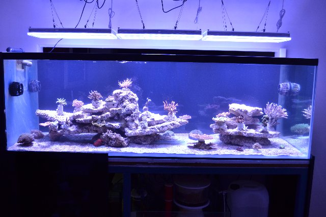 Reef-aquarium-LED-Lighting-Uk-11-05-13.jpg