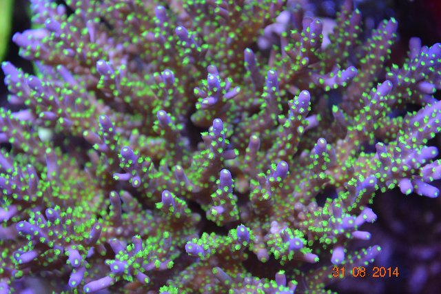 mes corales Groth LED Reef Aquarium 1 4 año