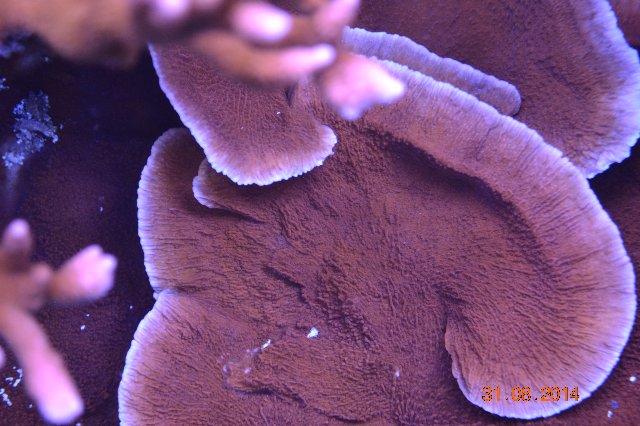color de los corales Groth LED mes Reef Aquarium 1 4 año