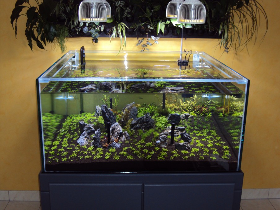 Аквариум над водой. Растения для аквариума. Красивые аквариумы с растениями. Низкий аквариум. Подсветка для аквариума.