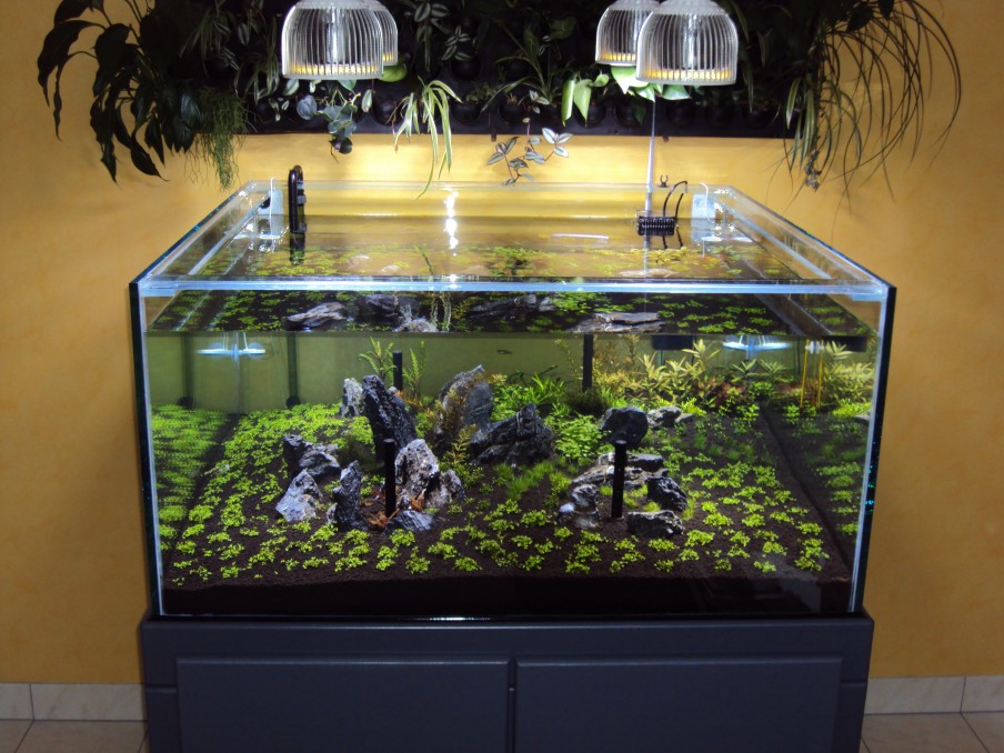 Led lights best sale for aquarium plants