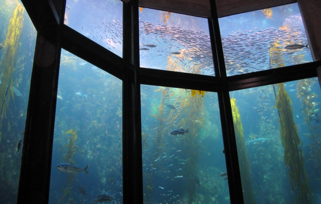 蒙特利灣水族館海藻森林