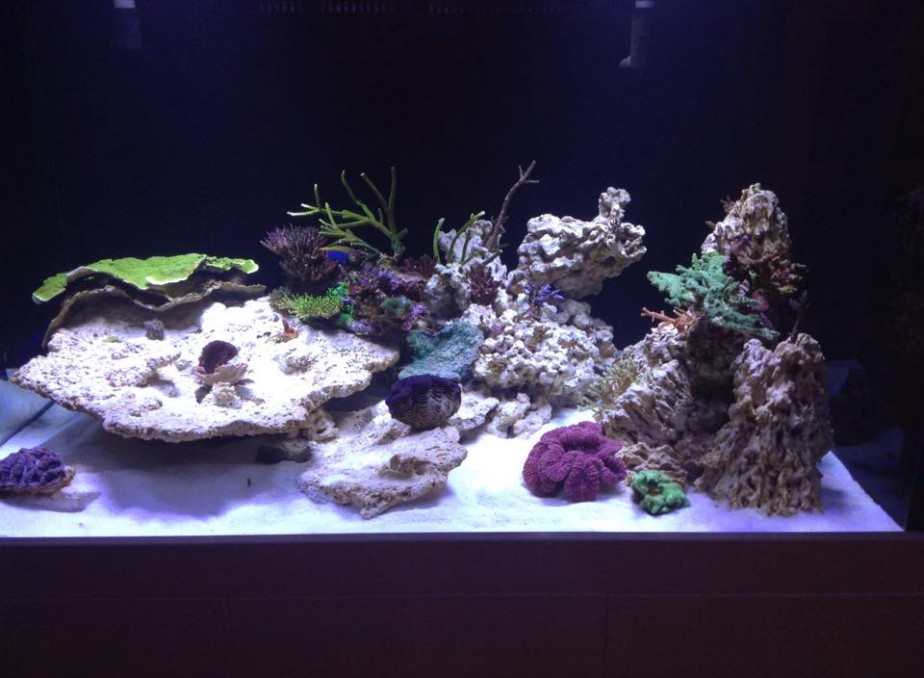 Orphek client in the UK has updated his tank status •Orphek