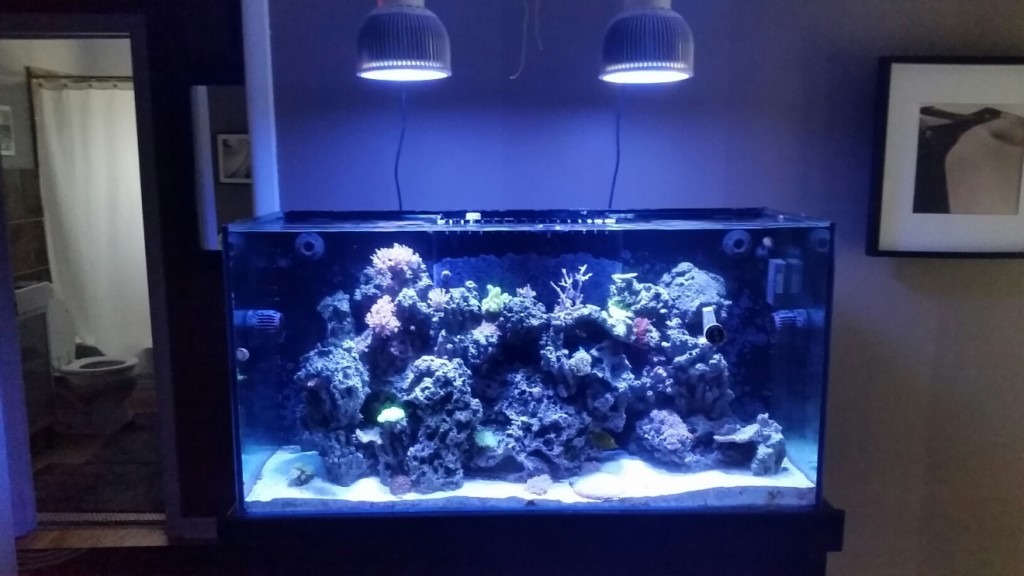 In LED Aquarium Lighting Placement is Everything Orphek