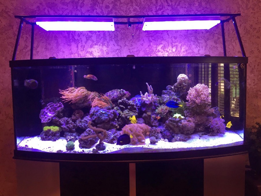 Atlantik iCon - Éclairage LED pour aquarium récifal - Orphek