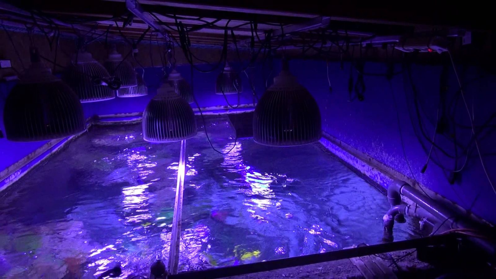 LED-aquarium-éclairage