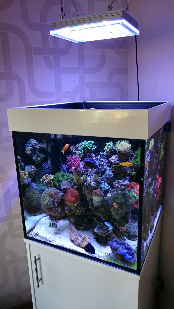 atlantik-compact-24-inch-cube-reef-aquarium