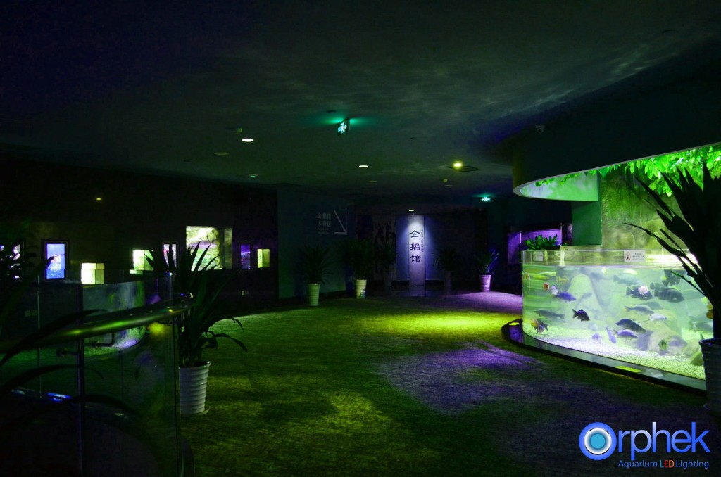 chengdu-public-aquarium-LED-lighting