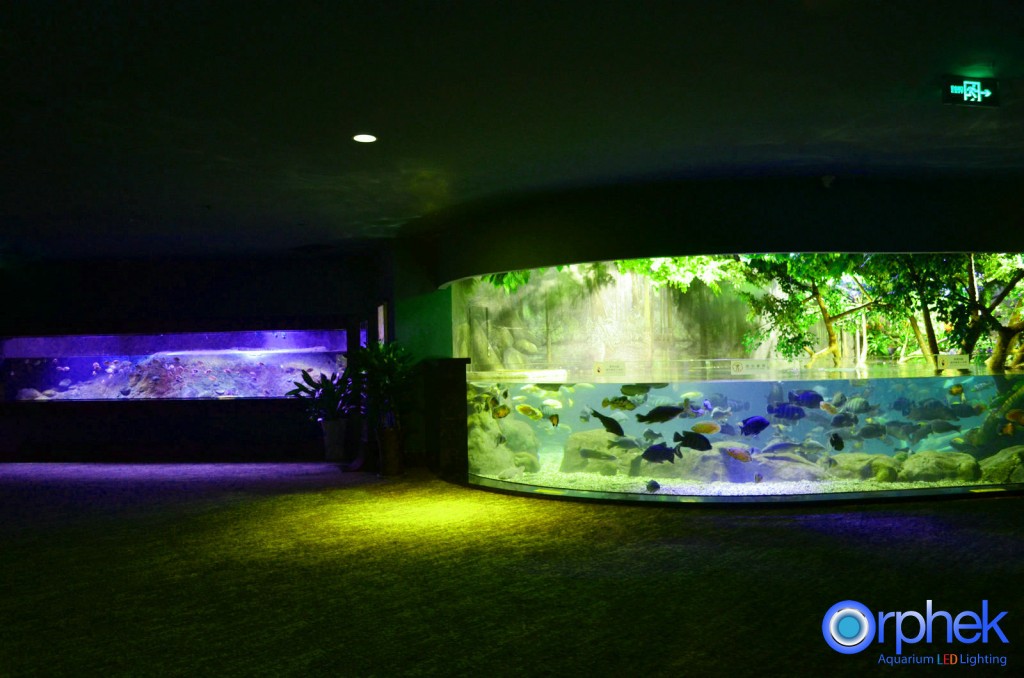 chengdu-public-aquarium-LED-lighting-amazon -flooded-forest-5