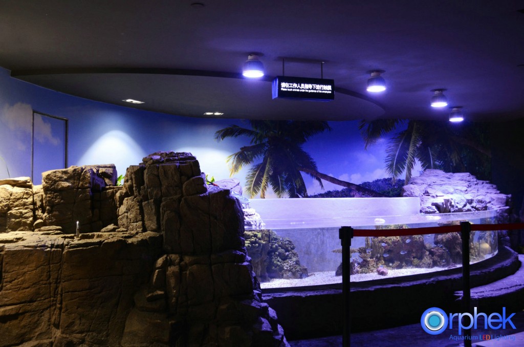 chengdu-public-aquarium-LED-lighting-amazon -zone-15