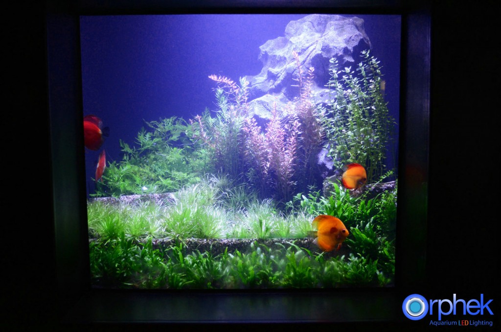 planted-aquarium-discus-LED-light