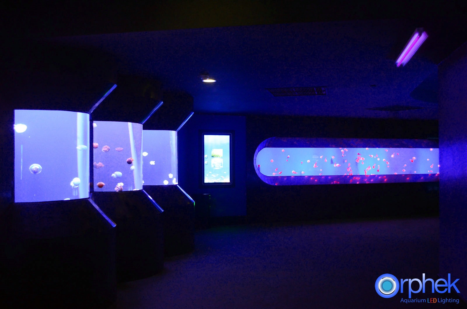 acuario medusas LED