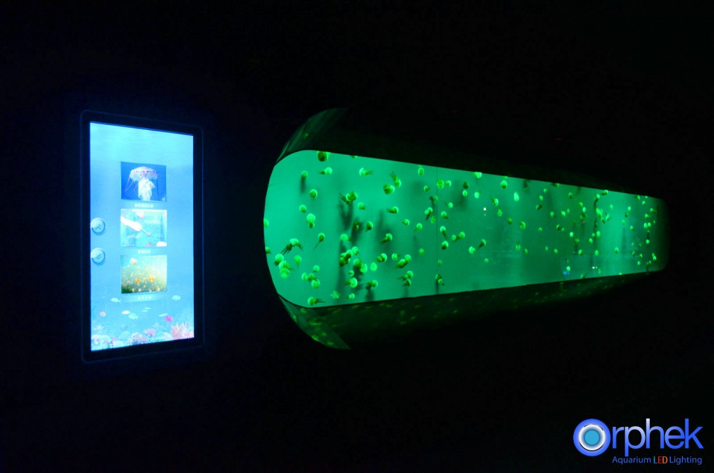 chengdu-public-aquarium-LED-lighting-jellyfish-zone-2